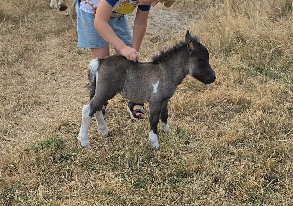 Mini poney shetland taille super miniature, Plusieurs animaux, Ne s'applique pas, Avec pedigree