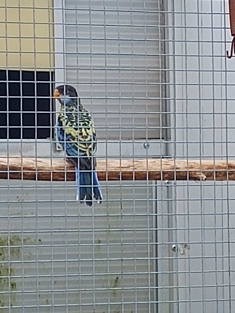 Brown rosella, Mâle, Perruche, Bagué