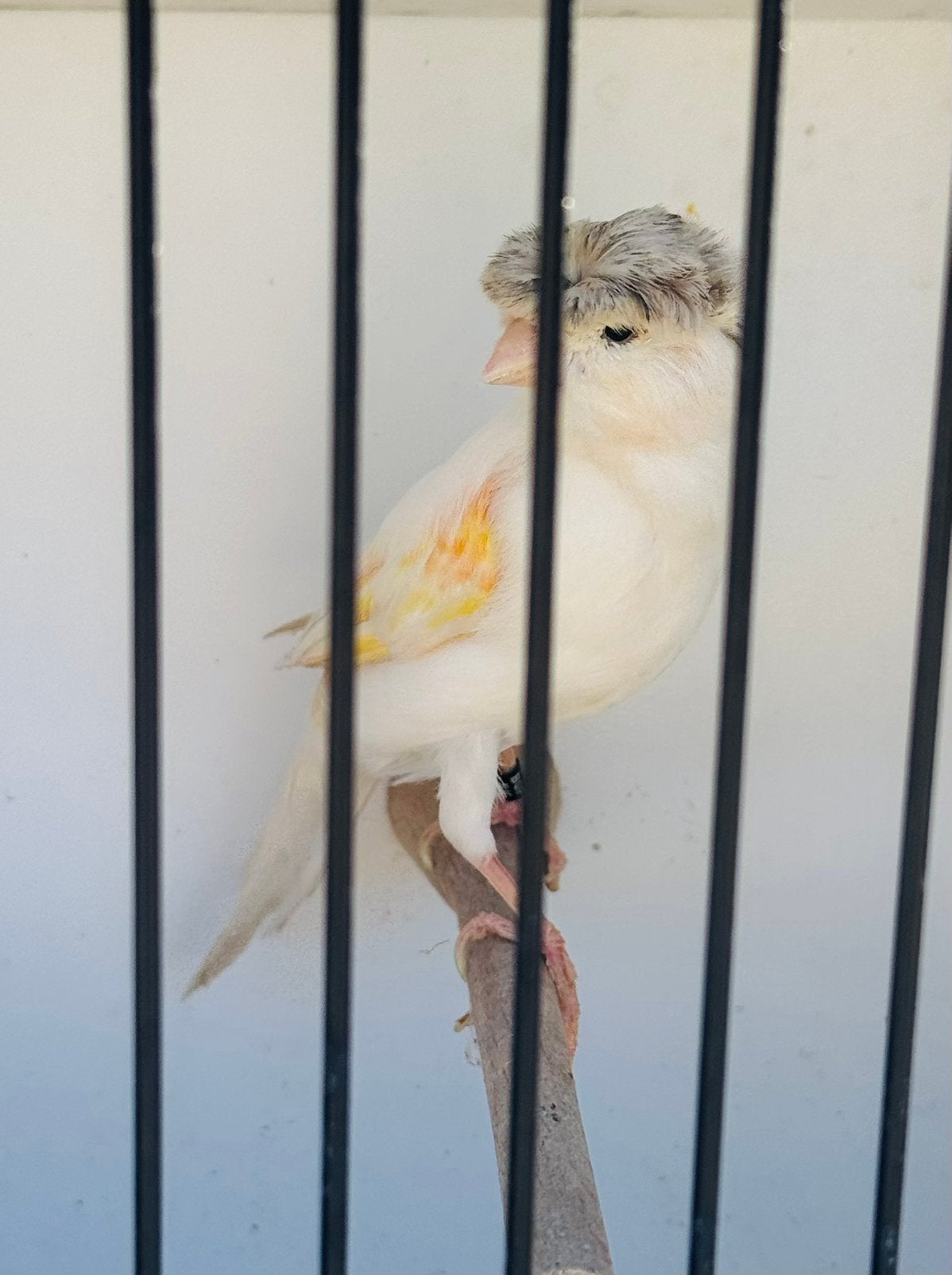 5 Portugese Harlekijn-kanaries – 2 Koppels + Jonge Vogel., Dieren en Toebehoren, Vogels | Kanaries, Meerdere dieren, Postuurkanarie