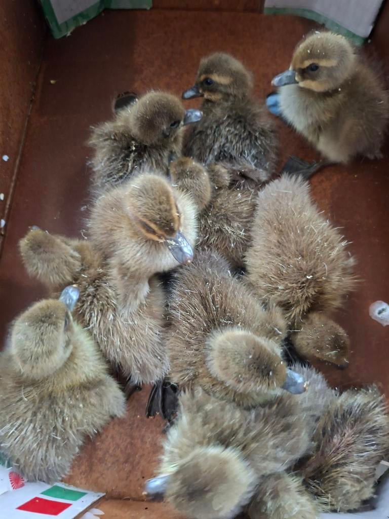 Eenden kuikens van Khaki campbell ., Dieren en Toebehoren