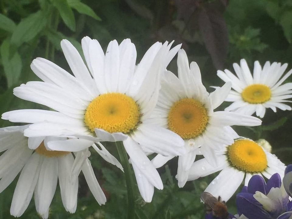 Wilde margriet zaailingen , 0,75 cent, bloei volg jaar, Volle zon, Vaste plant, Lente, Ophalen