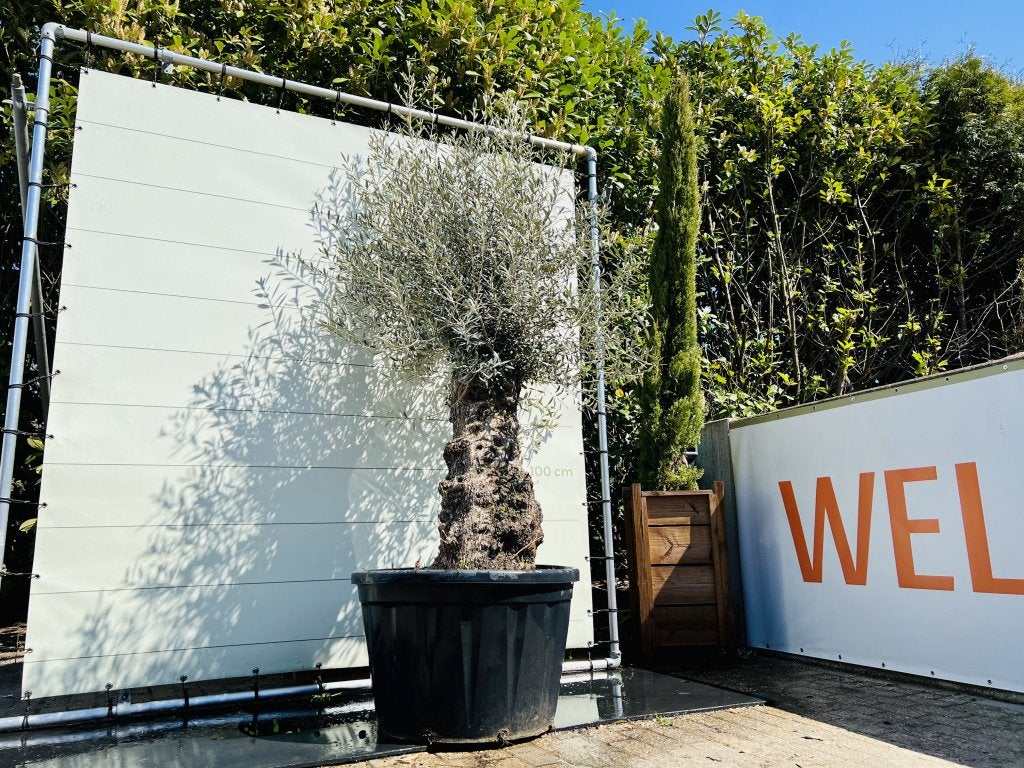 Olijfboom - Olea Europea - stamomvang 60-80 cm, Tuin en Terras