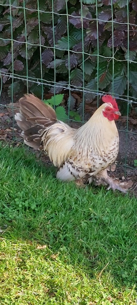 koppel sabelpoot kriel, Animaux & Accessoires, Volatiles, Poule ou poulet