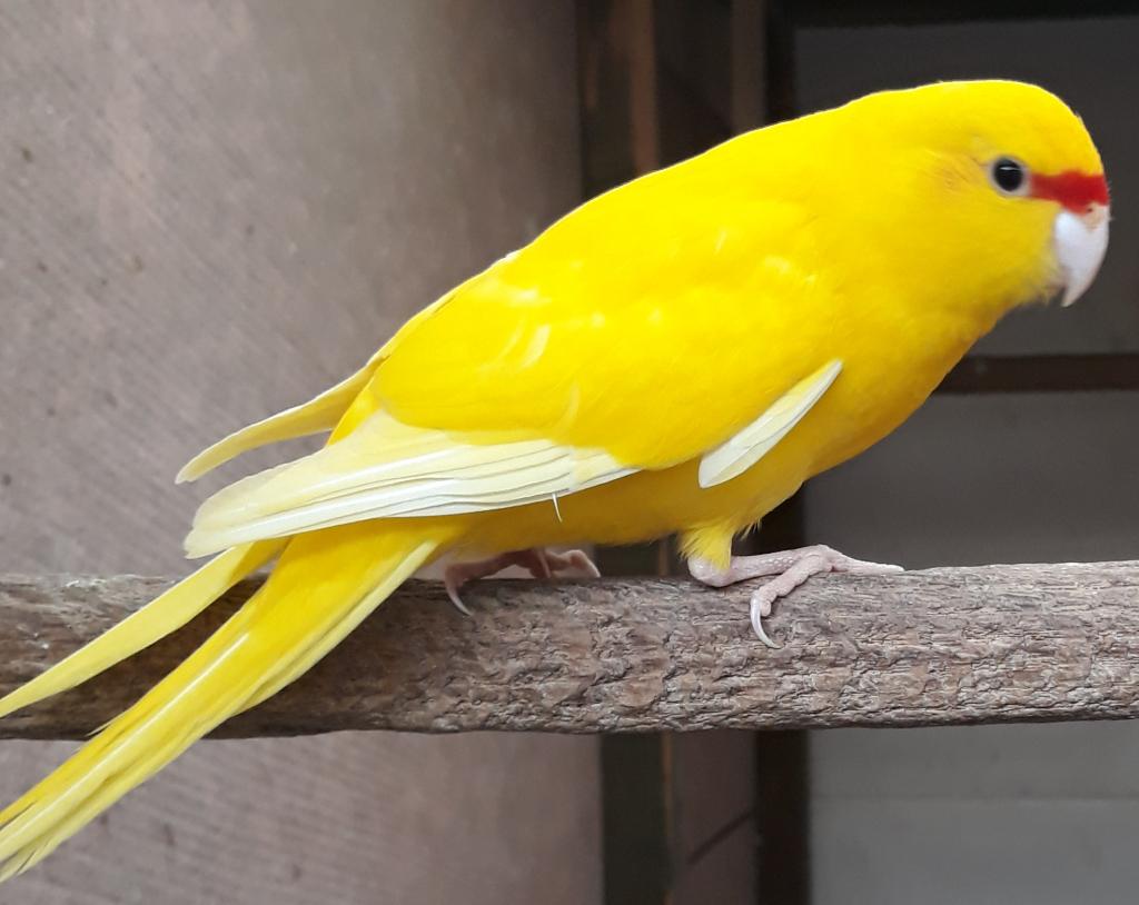 Gele geelkop kakarikies, Dieren en Toebehoren, Meerdere dieren, Parkiet, Geringd