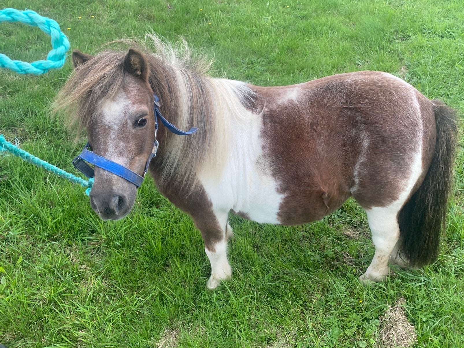 Tekoop lieve bonte shetlander merrie, Hengst