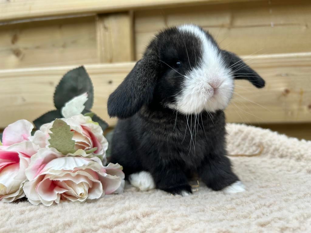 Ontzettend knappe Franse Hangoor baby, Dieren en Toebehoren, Mannelijk, Groot, Hangoor, 0 tot 2 jaar