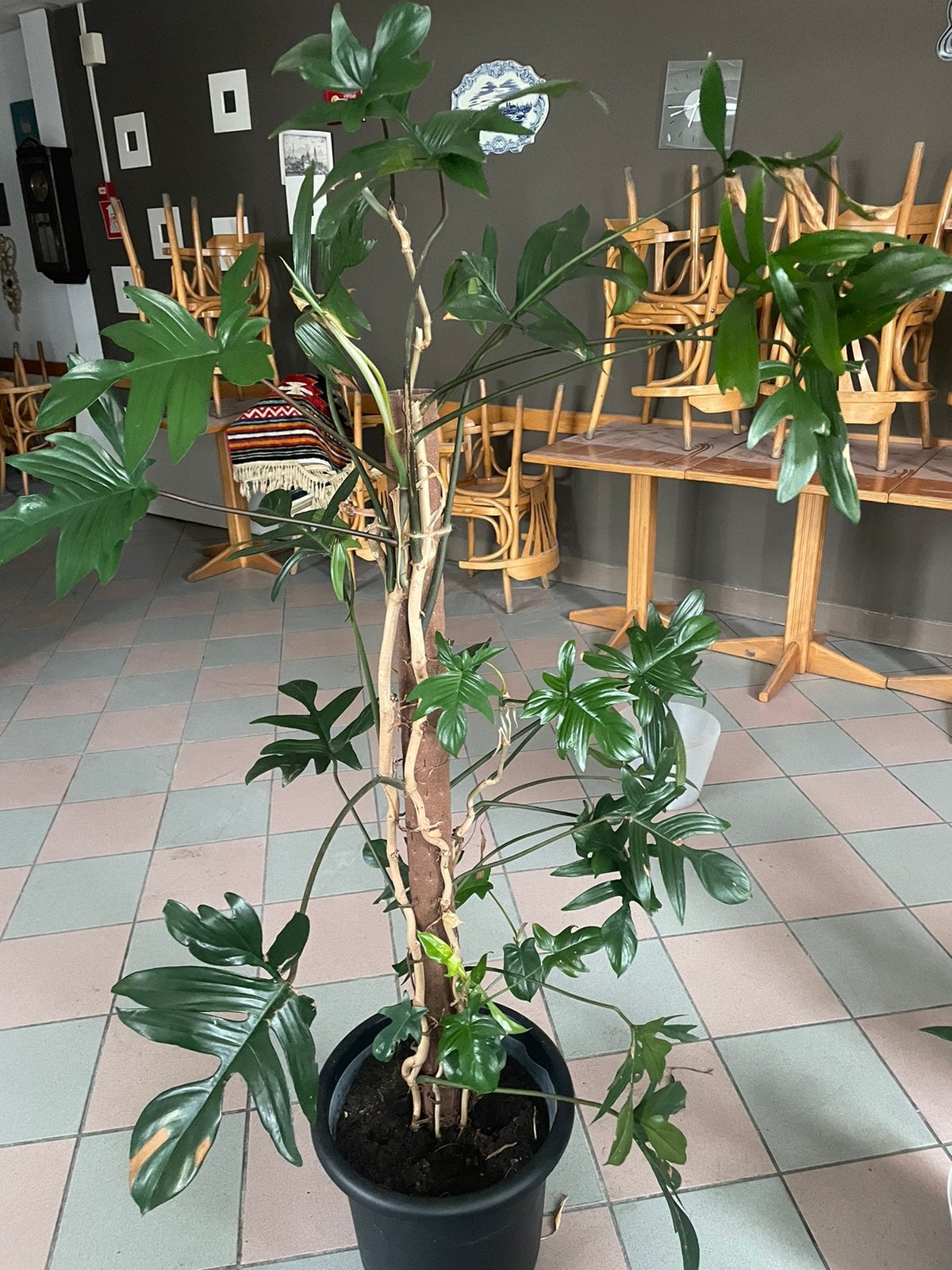 Philodendron, Ophalen