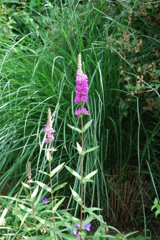 Lythrum salicaria - Kattestaart (vaste plant), Ophalen, Vaste plant, Volle zon