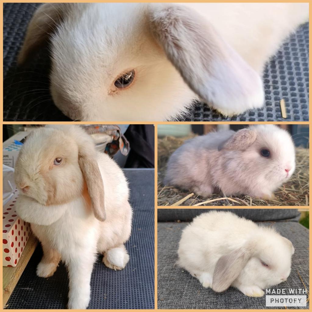 Prachtig klein NHD rammetje, Dieren en Toebehoren, Konijnen, Dwerg, Mannelijk, 0 tot 2 jaar, Hangoor