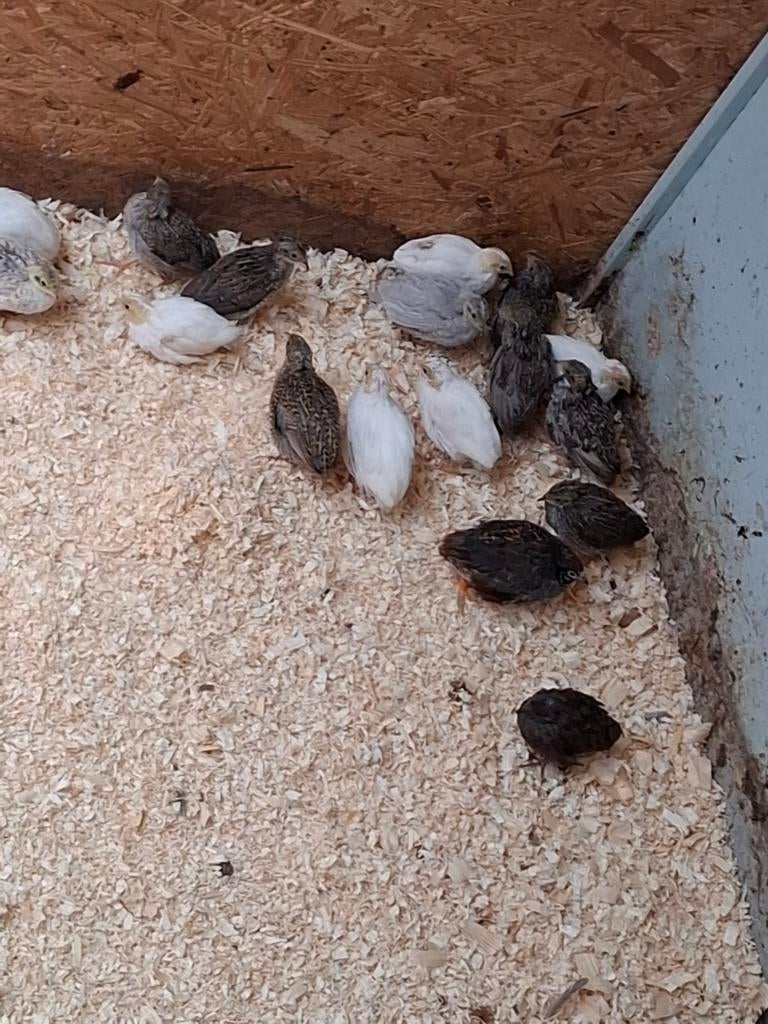 Japanse kwartels, Dieren en Toebehoren