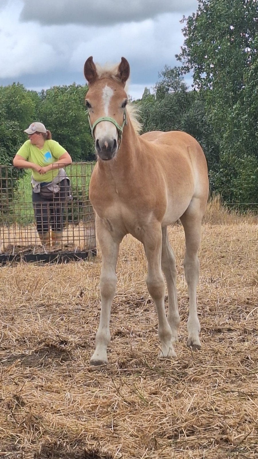 beau poulain Haflinger, Avec pedigree, Poney de récréation, Poney D (1.37 m à 1.48m), 0 à 2 ans