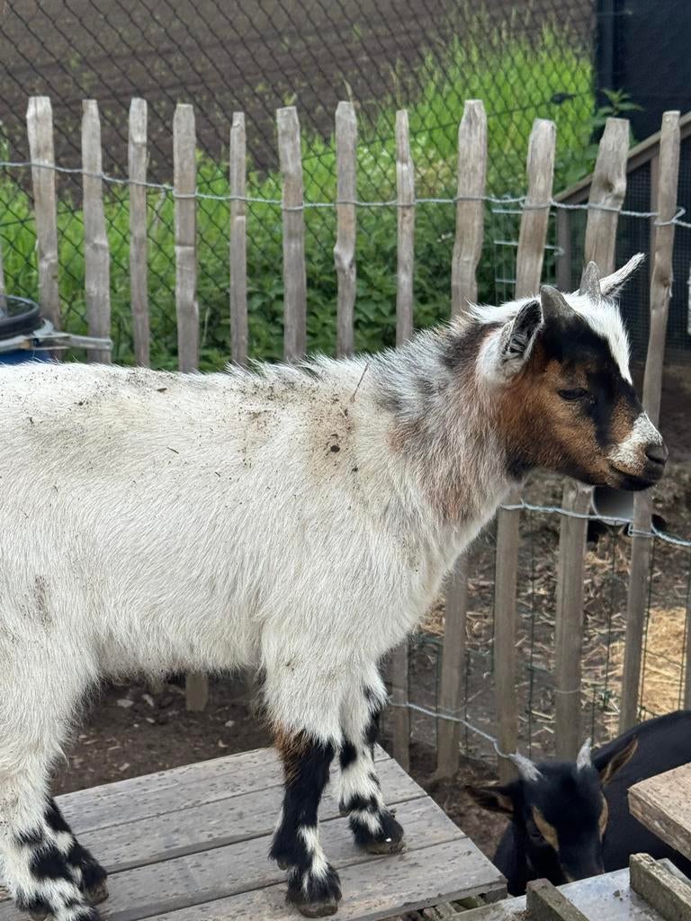 Dwerggeitje bokje, Dieren en Toebehoren