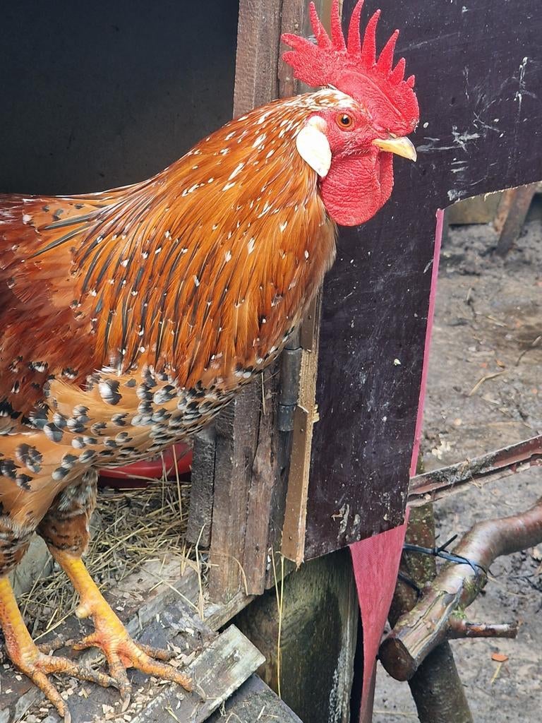Ik zoek haan leghorn porselein,
