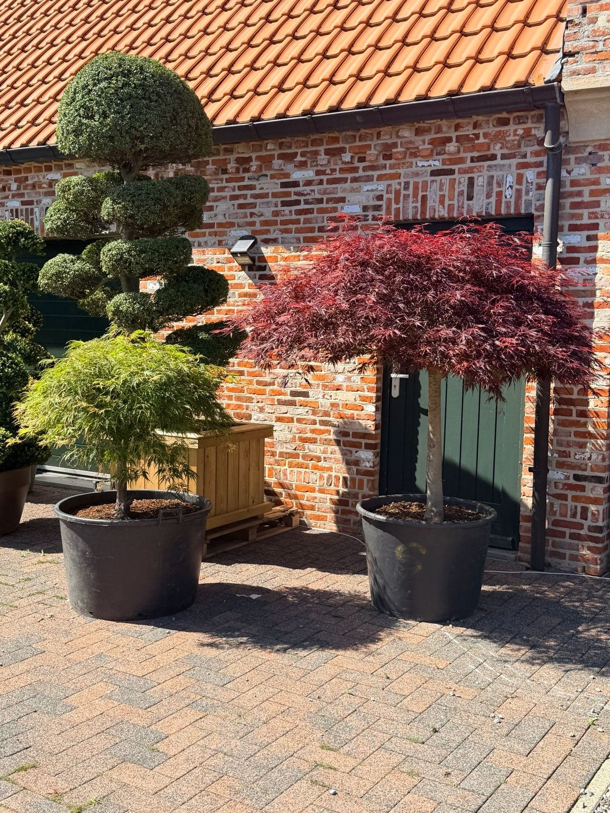 Japanse esdoorn Bonsai japanse tuin, Jardin & Terrasse, Enlèvement