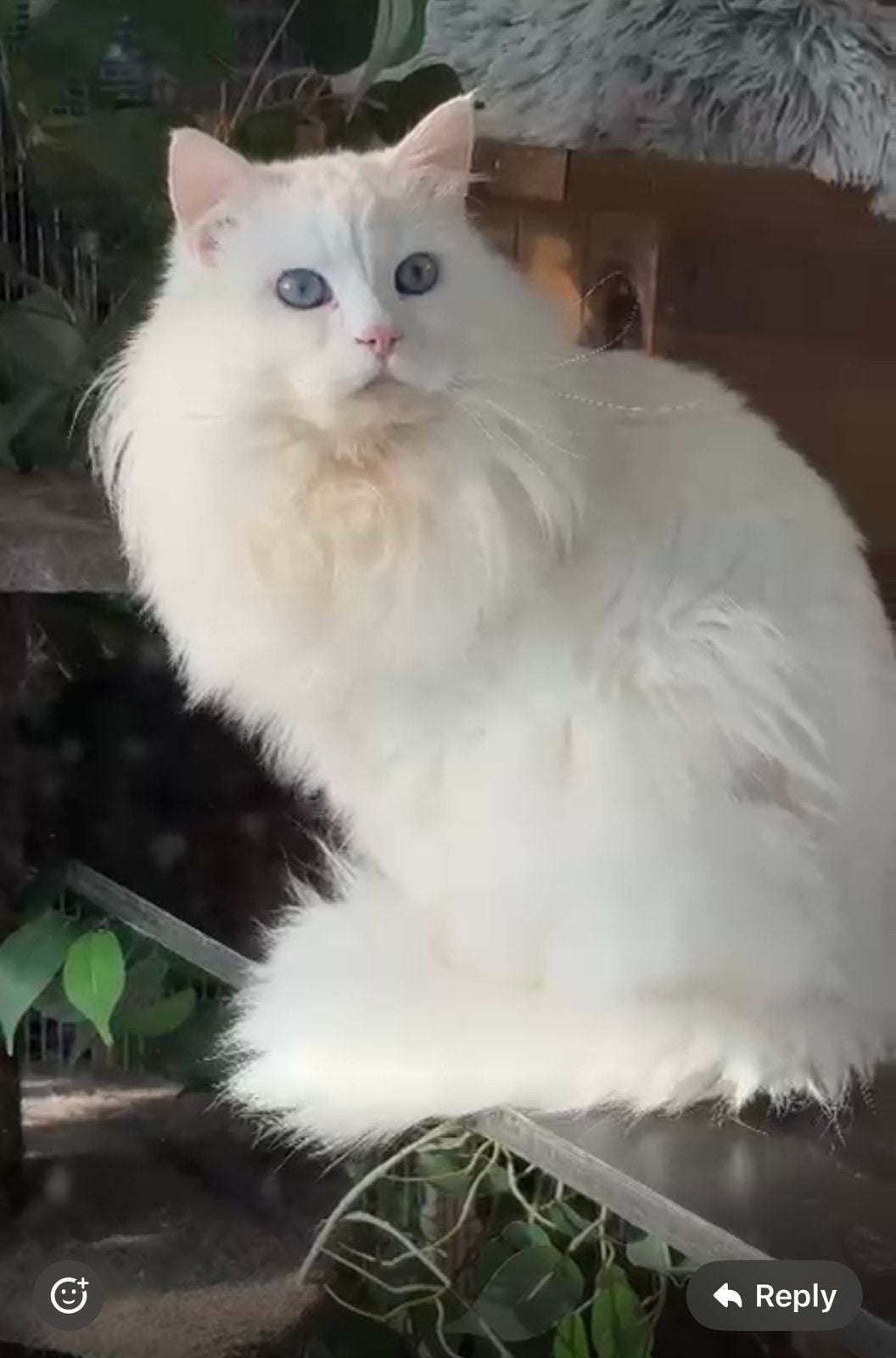 Siberische kater te koop, Dieren en Toebehoren, Katten en Kittens | Raskatten | Langhaar, Kater, Met stamboom, 0 tot 2 jaar