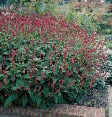 Persicaria amplexicaulis 'Speciosa', Tuin en Terras, Ophalen, Vaste plant, Volle zon