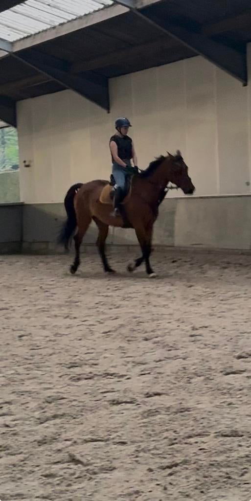 Springpaard te koop., Dieren en Toebehoren, Springpaard, 175 cm of meer, Ruin, Zadelmak