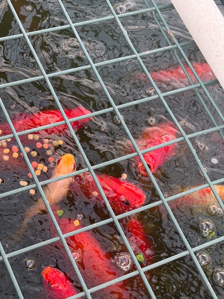Gratis goudvissen, Tuin en Terras, Ophalen, Nieuw