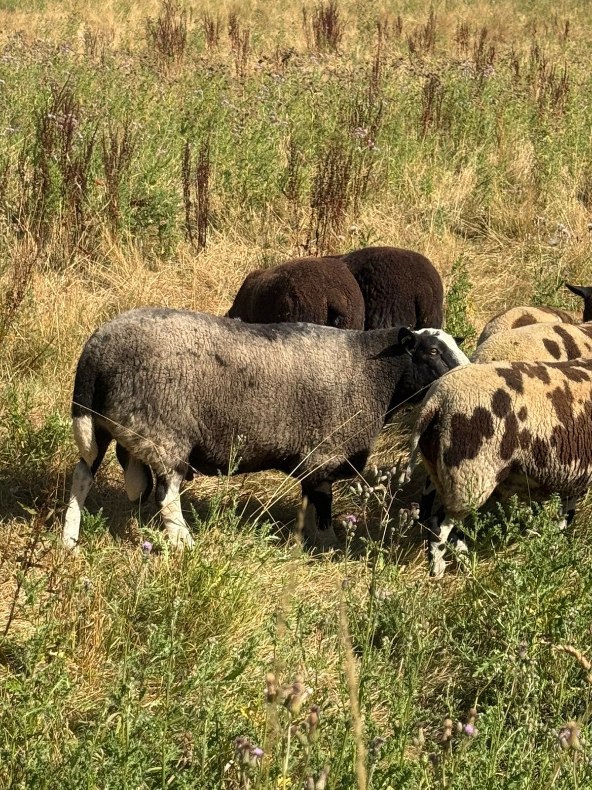 Schapen, Dieren en Toebehoren, Mannelijk, Schaap, 3 tot 5 jaar