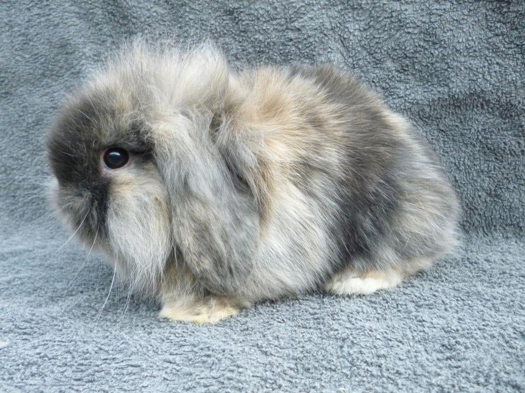 Schattig handtam jong Nederlands Dwerghangoortje, Dieren en Toebehoren, Klein