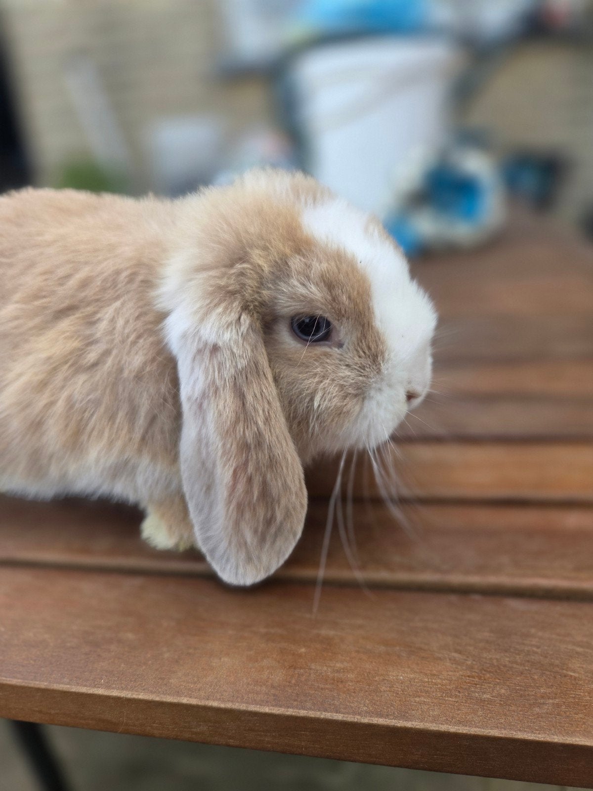 minilop kleintjes, Dieren en Toebehoren, Konijnen