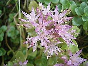 Plante couvre-sol : lamier argenté, sédum rampant-sédum acre, Tuin en Terras, Planten | Tuinplanten, Ophalen of Verzenden, Lente