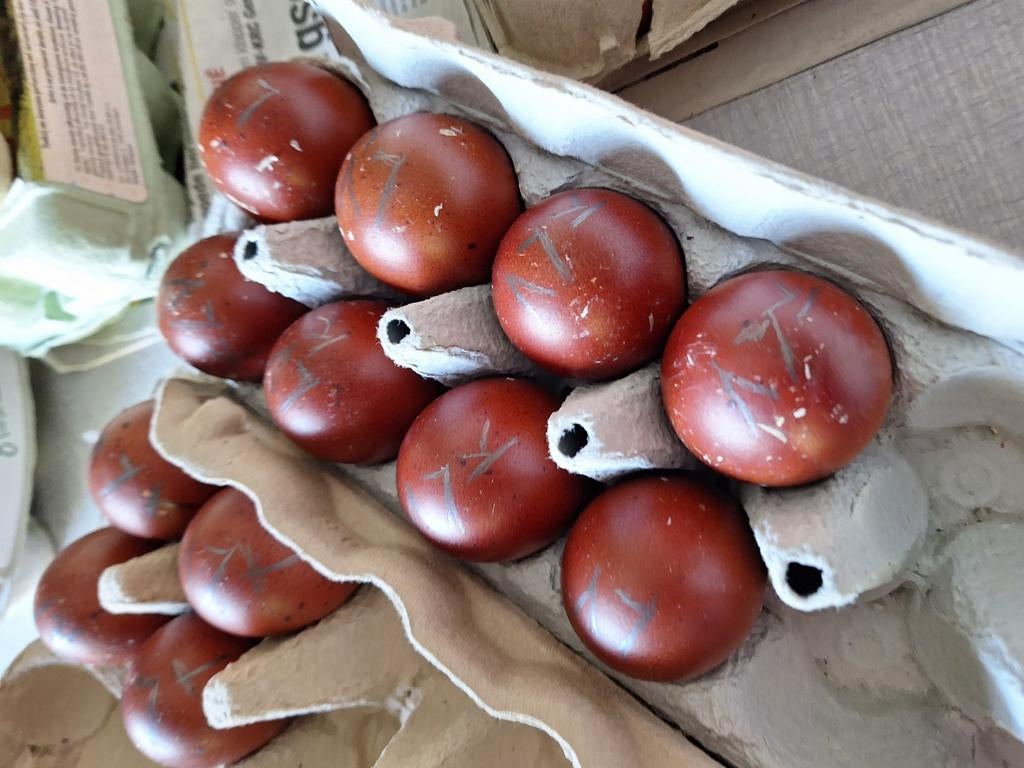 Marans à col cuivré noirs en train de pondre