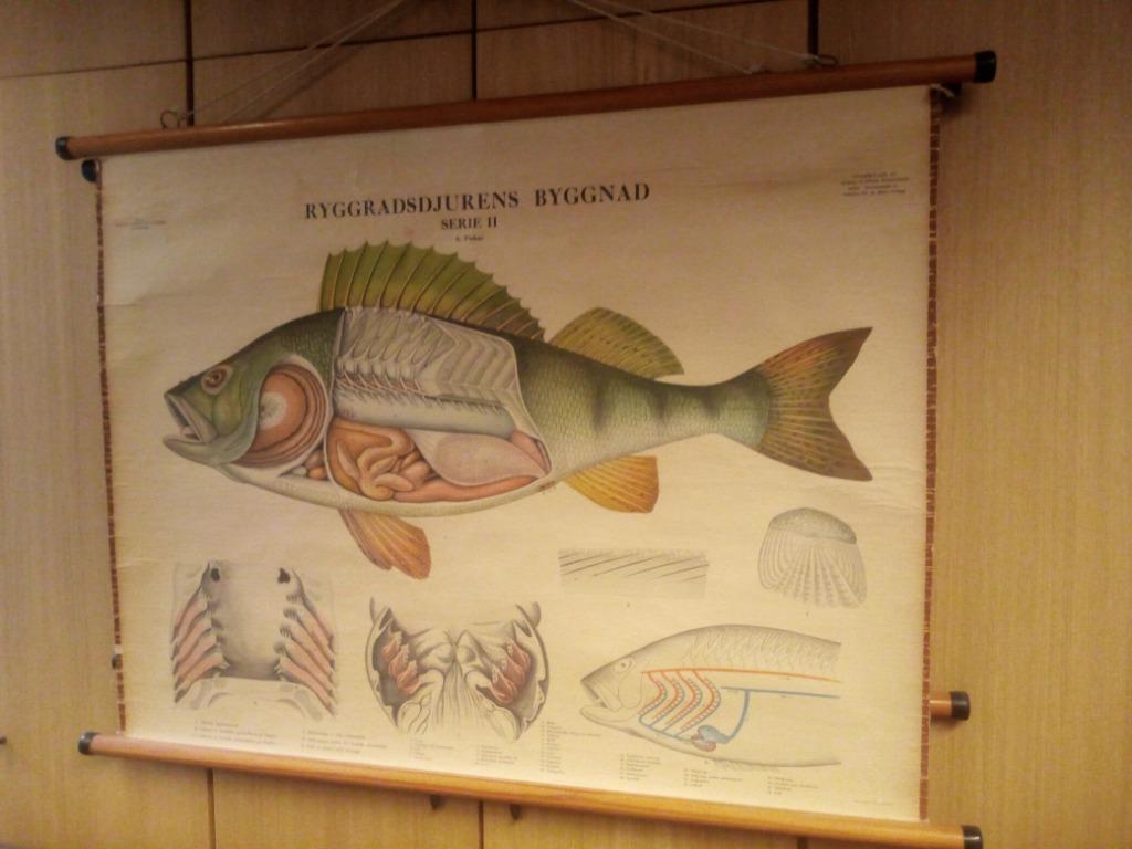 Oude schoolkaart baars/verzameling/interieur/mancave, Watersport en Boten, Hengelsport | Algemeen, Ophalen, Gebruikt, Overige typen