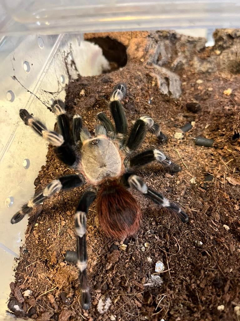 Vogelspinnen N. Chromatus, Dieren en Toebehoren