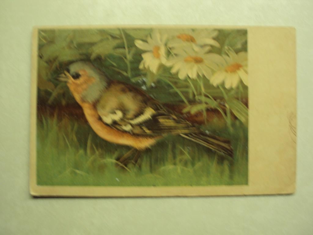 55160 - SERIE VOGELS - VINK - ZIE 2 FOTO'S, Envoi