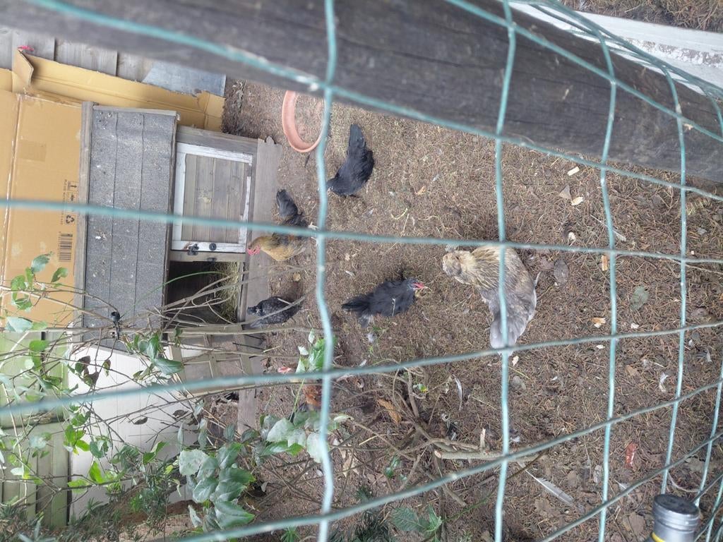 Kipen.   Laatste 3koppeltjes, Dieren en Toebehoren