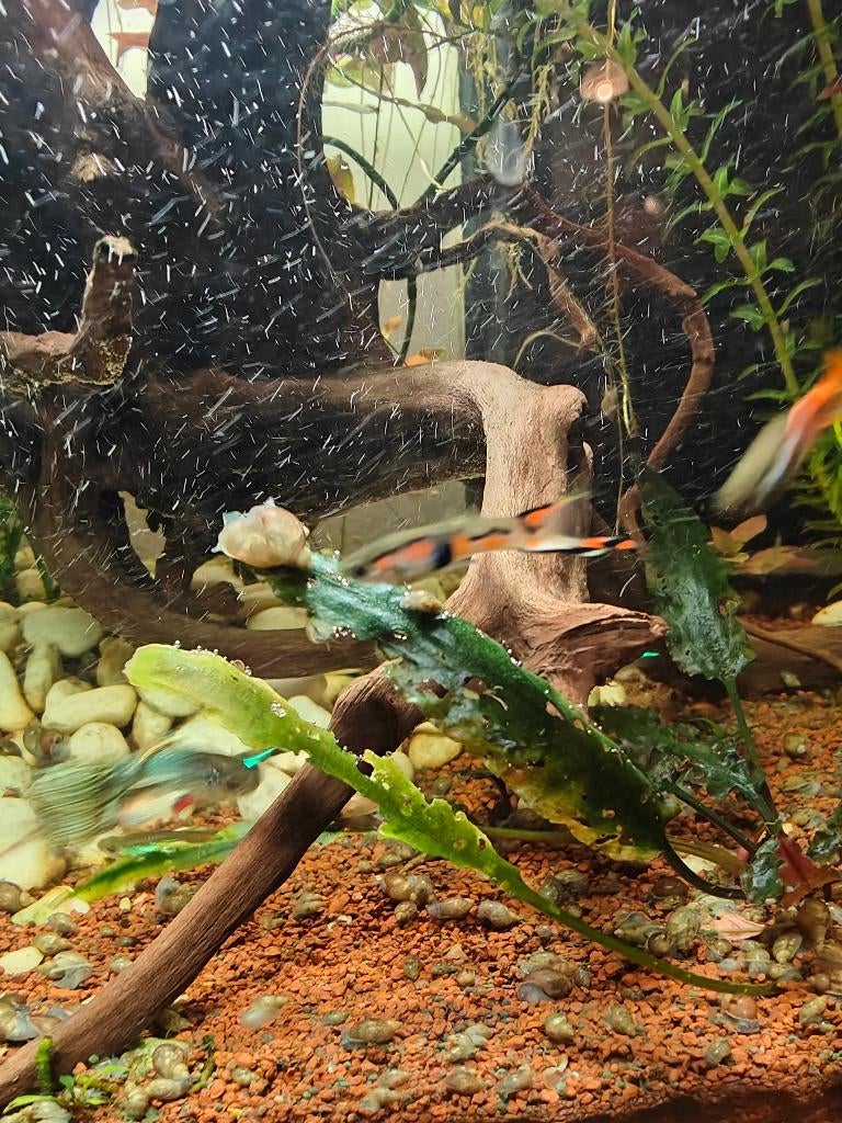 Guppy endler, Enlèvement