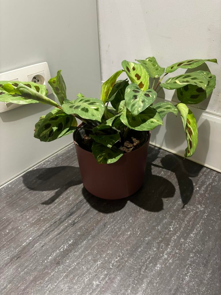 Maranta variegata, Enlèvement