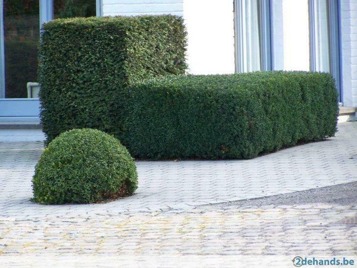 Taxus, Ophalen of Verzenden, In pot