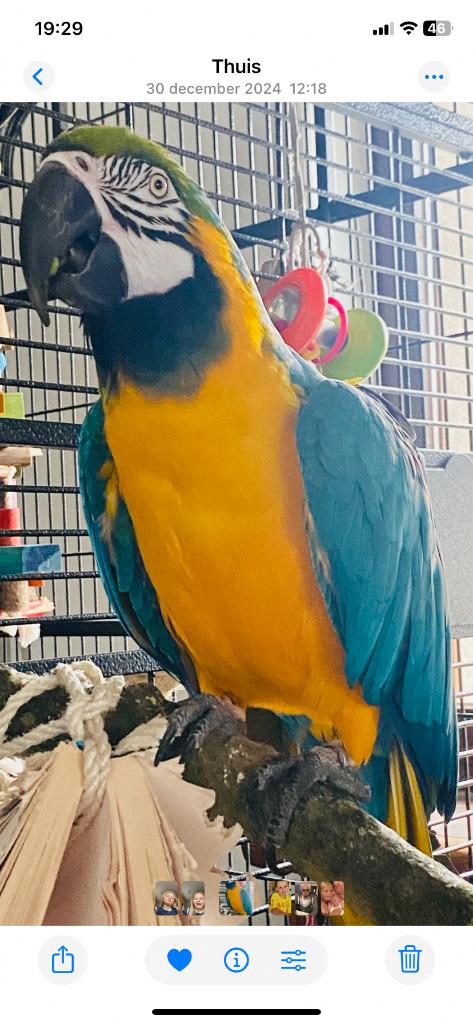 Blauw-gele ara, Dieren en Toebehoren, Mannelijk, Geringd