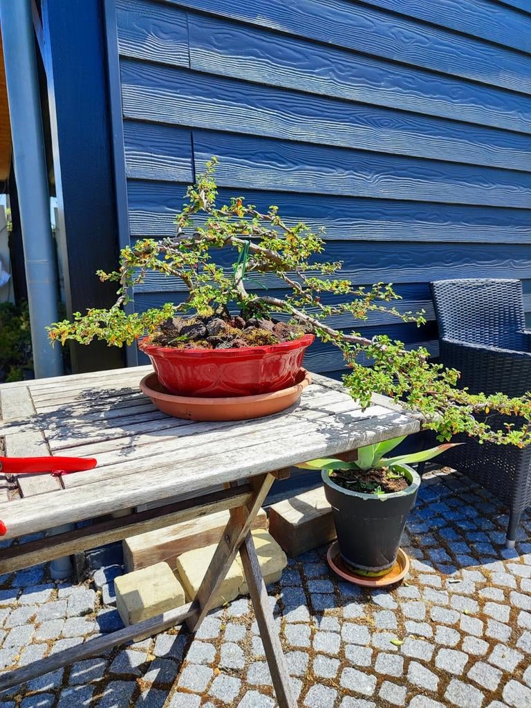 plante de démarrage bonsaï coteneaster, Enlèvement