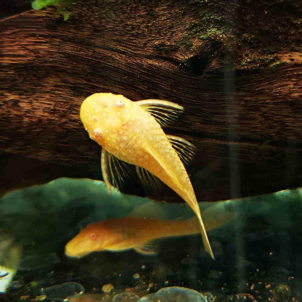 Levering kan! Albino pleco’s bristlenose algeneters aquarium, Poisson, Poisson d'eau douce