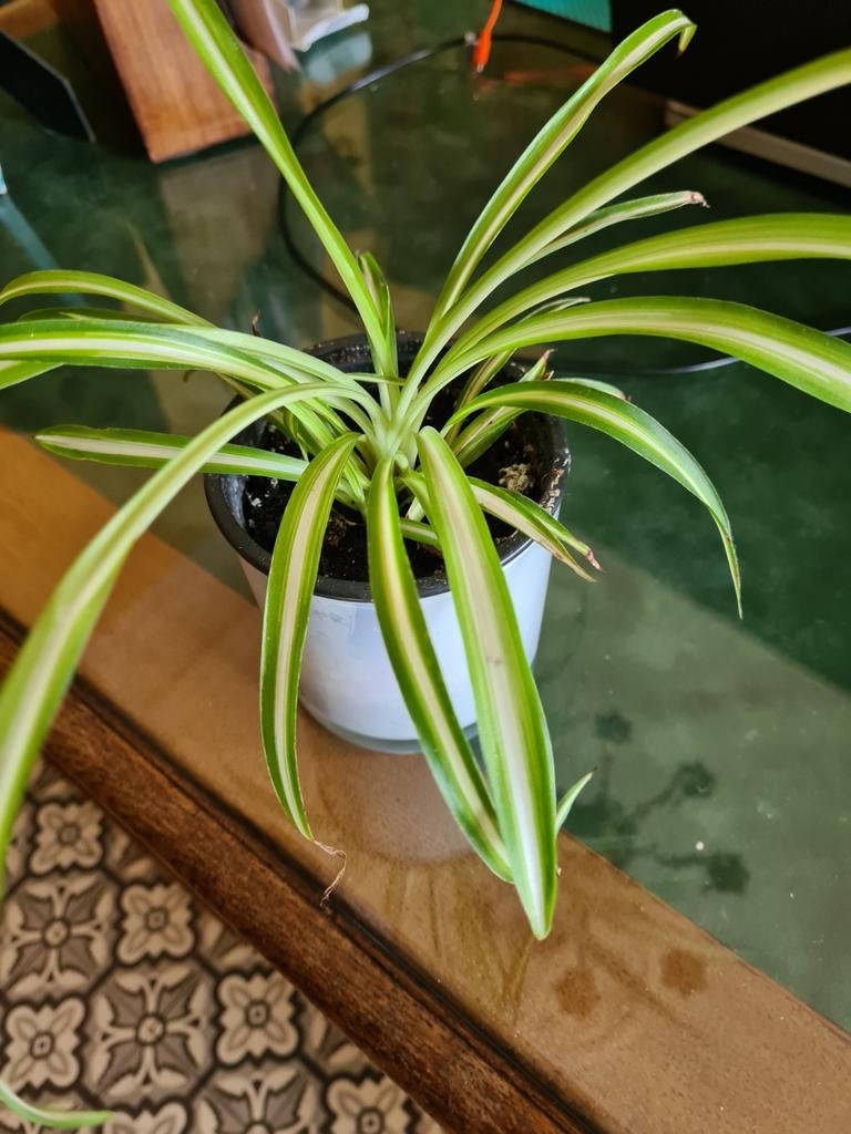Chlorophytum plante araignée, Enlèvement ou Envoi
