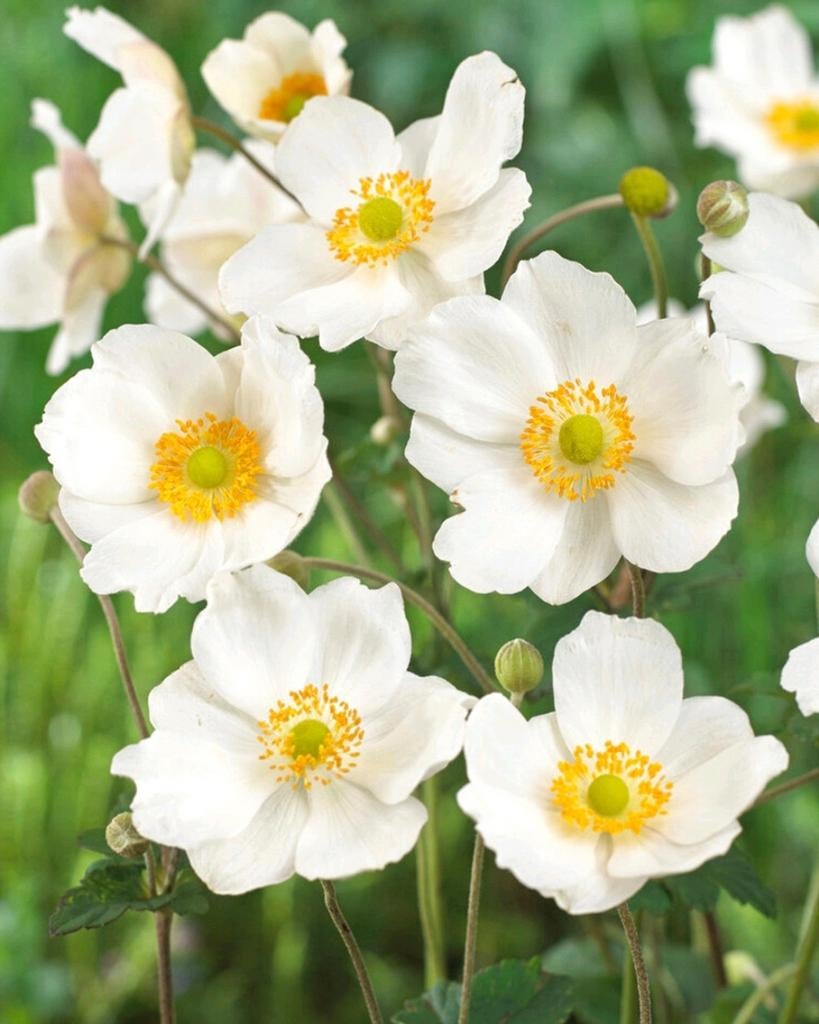 Anemone honorine jobert, Tuin en Terras, Planten | Tuinplanten, Ophalen, Halfschaduw