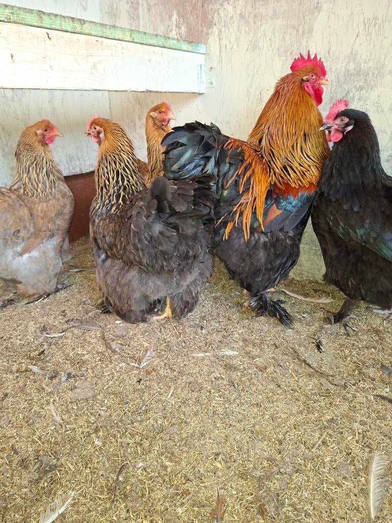 Broedeieren cochin groothoender, Dieren en Toebehoren, Pluimvee