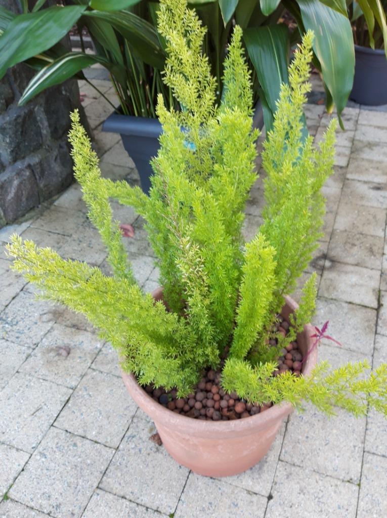 Asperges Meyeri, Plante verte, Enlèvement, Autres espèces, Ombre partielle