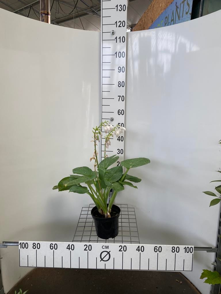 Hosta 'Elegans'. Vaste Plant, Jardin & Terrasse, Plantes | Jardin, Plante fixe, Enlèvement