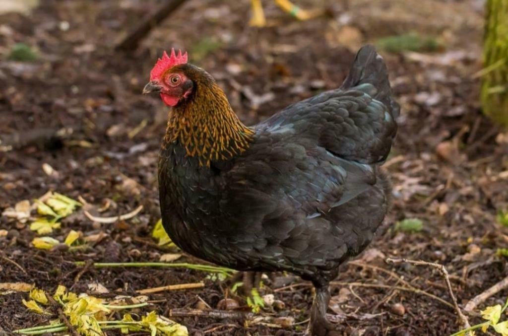 Maran kippen jonge hennen beschikbaar, Dieren en Toebehoren, Vrouwelijk, Kip