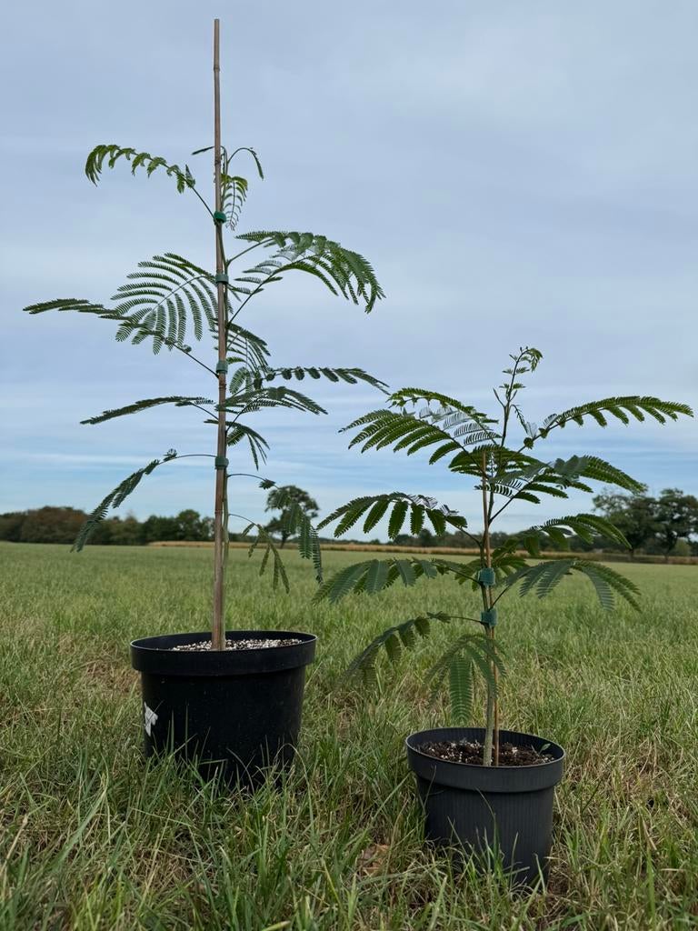 Albizia julibrissin (Perzische slaapboom), Tuin en Terras, Planten | Bomen, Minder dan 100 cm, Zomer, Ophalen, Volle zon
