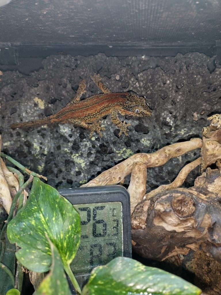 gecko gargouille orange de 3ans avec queue de repousse, Lézard, 0 à 2 ans