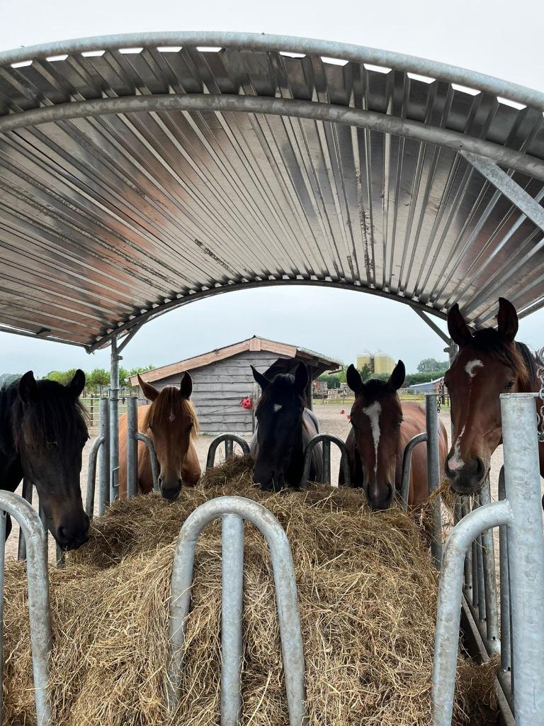 Ruif, Hooiruiven, Ruiven, Hooiruif, Voeren, Paard, Pony, Koe, Weidegang, 4 paarden of pony's of meer