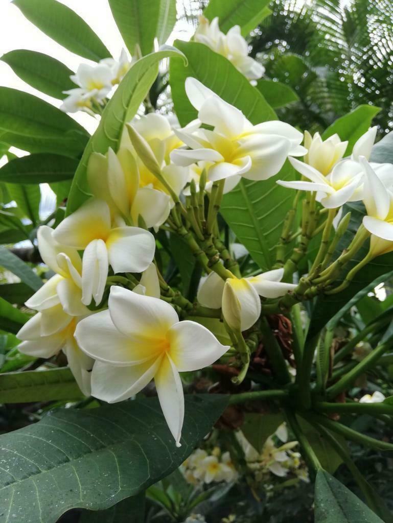 Plumeria  Rubra, Tuin en Terras, Planten | Tuinplanten, Overige soorten, Volle zon, Vaste plant, Ophalen of Verzenden