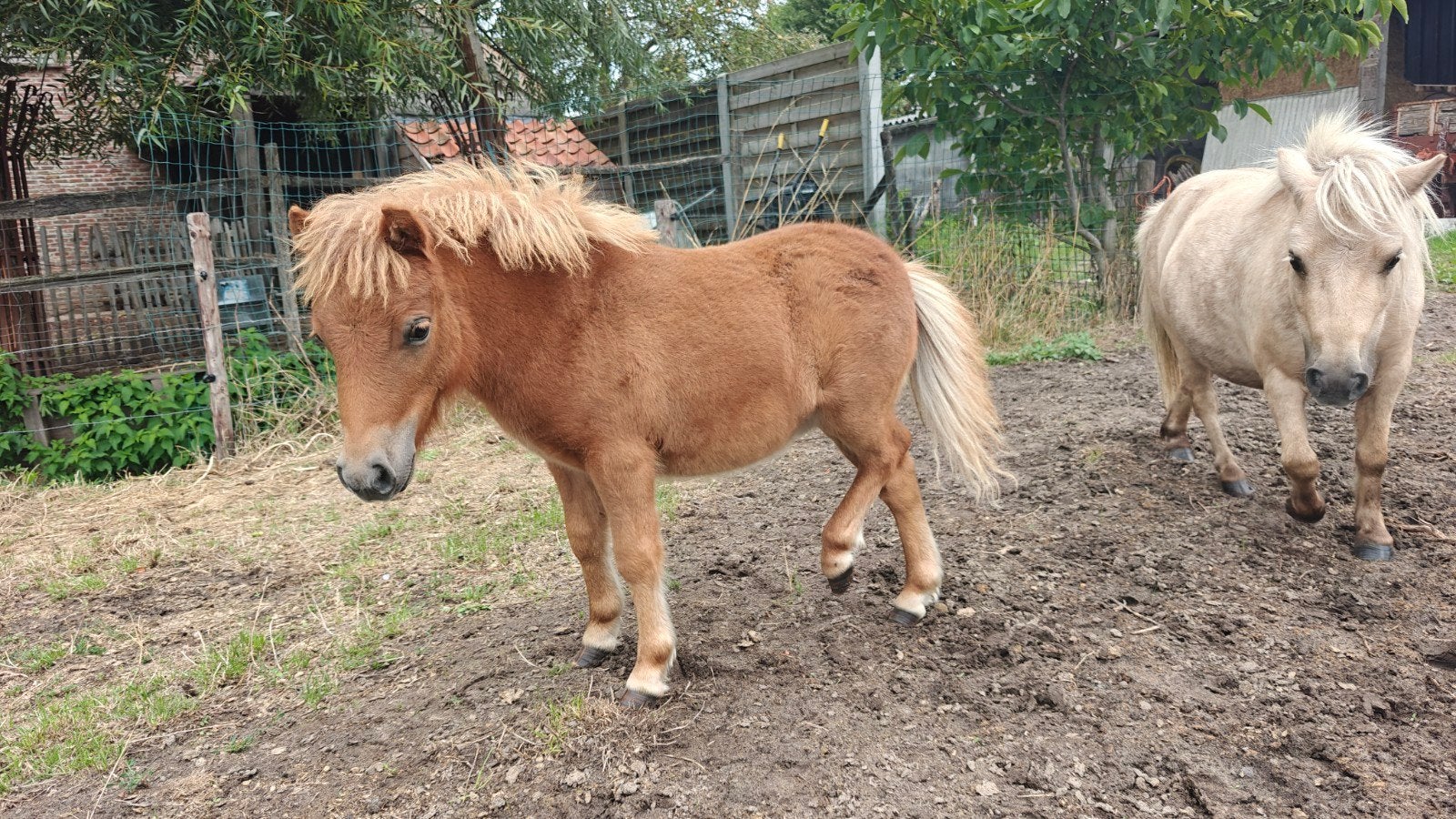 veulenminipaardje (hengst), Dieren en Toebehoren, Hengst, Gechipt