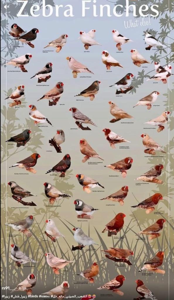 Te koop gevraagd voor de export, Dieren en Toebehoren, Vogels | Parkieten en Papegaaien, Meerdere dieren