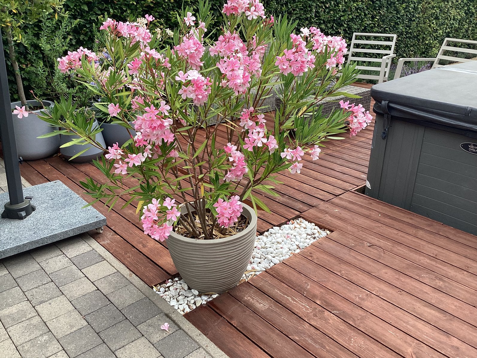 Oleander met pot, Volle zon, Vaste plant, Zomer, Ophalen